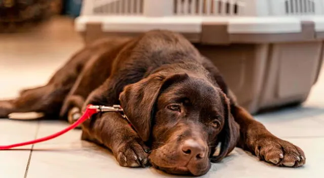 Esta marca de alimentos puede causar la muerte a tu mascota. Esta marca de alimentos puede causar la muerte a tu mascota.