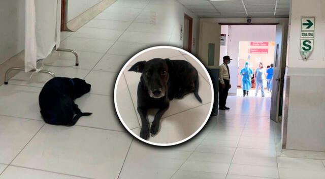 Perrito espera en la puerta a su dueña, pero esta ya está por morir. Perrito espera en la puerta a su dueña, pero esta ya está por morir.