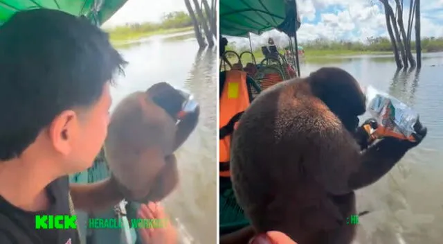 Monito de la selva peruana causa furor en TtikTok. Monito de la selva peruana causa furor en TtikTok.