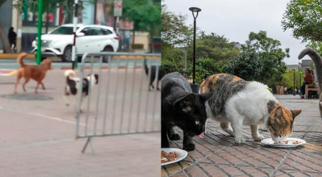 Gatos del Parque Kennedy son masacrados por una jauría de perros. Gatos del Parque Kennedy son masacrados por una jauría de perros.