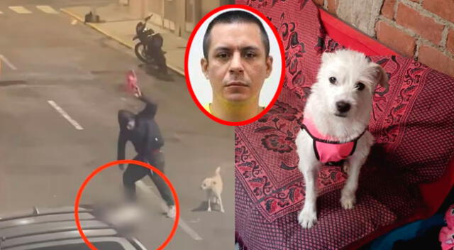 Hombre MATA A GOLPES a perrito en Trujillo. Hombre MATA A GOLPES a perrito en Trujillo.