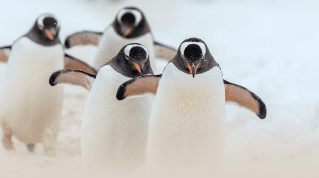 Los pingüinos y su impactante tarea en la Antártida que ayuda a la formación de nubes. Los pingüinos y su impactante tarea en la Antártida que ayuda a la formación de nubes.