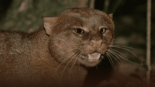 Podría haber sobrevivido especie desaparecida hace décadas.