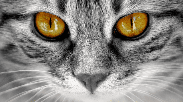 La ciencia lo confirma: los gatos son una obra maestra de la evolución. La ciencia lo confirma: los gatos son una obra maestra de la evolución.