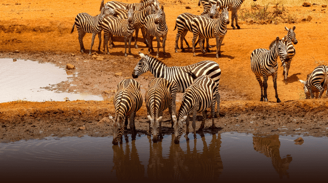 Científicos detectan anomalía geológica que podría dividir África. Científicos detectan anomalía geológica que podría dividir África.
