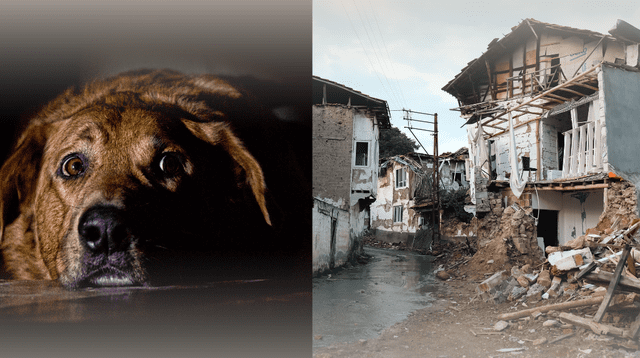 ¿Los perros tienen sensores sísmicos naturales? Esto es lo que dice la ciencia.