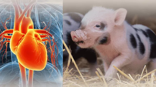 ¿El fin de las listas de espera? Crean corazones con células humanas en embriones de cerdo. ¿El fin de las listas de espera? Crean corazones con células humanas en embriones de cerdo.