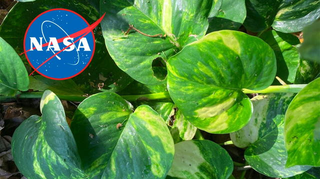 Esta planta te podría salvar la vida: elimina hasta el 73% de sustancias cancerígenas del aire, según la NASA. Esta planta te podría salvar la vida: elimina hasta el 73% de sustancias cancerígenas del aire, según la NASA.