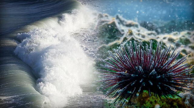 El mar a punto de ser inhabitable: científicos advierten aumento de la acidez en los océanos. El mar a punto de ser inhabitable: científicos advierten aumento de la acidez en los océanos.