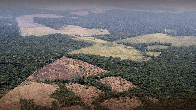 Amazonía peruana pierde bosques que equivalen a 11 veces el tamaño de Lima. Amazonía peruana pierde bosques que equivalen a 11 veces el tamaño de Lima.