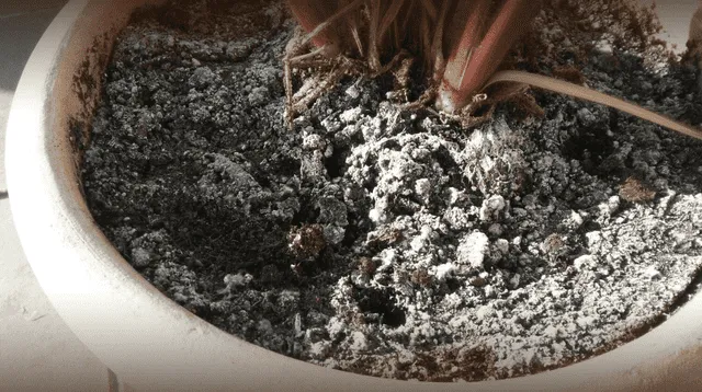 ¿Por qué se origina una superficie blanca en la tierra de las plantas? ¿Por qué se origina una superficie blanca en la tierra de las plantas?