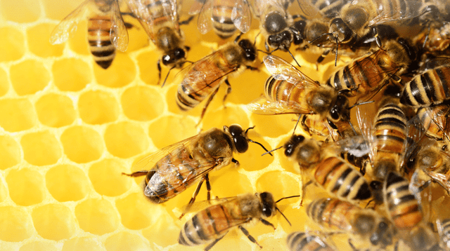 BeeHome: la primera colmena creada con inteligencia artificial. BeeHome: la primera colmena creada con inteligencia artificial.