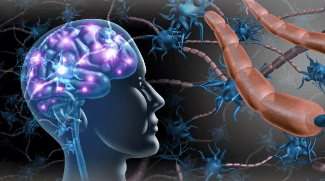 ¿Es posible revivir las memorias después de morir? Un experimento revela lo que pasa segundos después. ¿Es posible revivir las memorias después de morir? Un experimento revela lo que pasa segundos después.