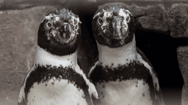 La historia de dos pingüinos machos que lograron ser padres.