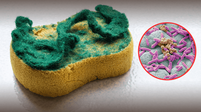 Especialista advierte que las esponjas de cocina albergan bacterias peligrosas, al igual que las heces.