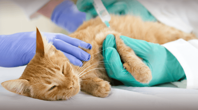 Científicos detectan bacteria multirresistente en mascotas domésticas. Científicos detectan bacteria multirresistente en mascotas domésticas.