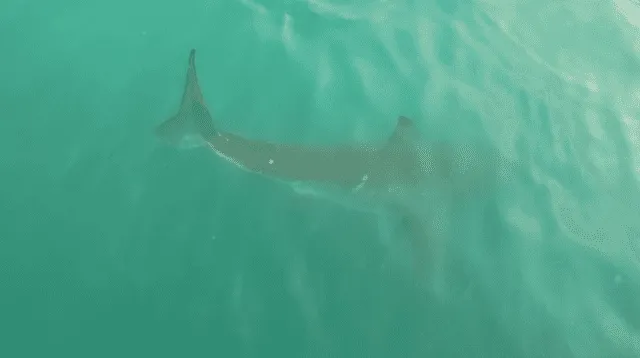Tiburones arruinan el feriado en playas de Nueva York. Tiburones arruinan el feriado en playas de Nueva York.