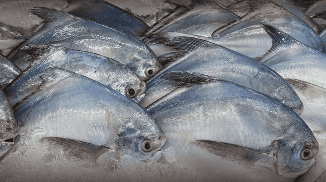 Nuevo parásito en peces amazónicos prende alertas sanitarias en Iquitos. Nuevo parásito en peces amazónicos prende alertas sanitarias en Iquitos.