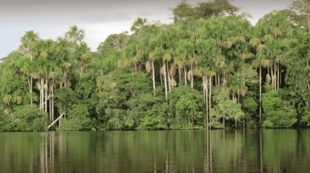 Aguajal de Quistococha se debilita y pierde su capacidad para absorber carbono, según IIAP. Aguajal de Quistococha se debilita y pierde su capacidad para absorber carbono, según IIAP.
