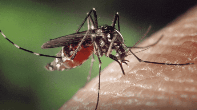 La ciencia le declara la guerra al dengue y la malaria con inteligencia artificial.