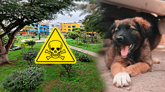 Vecinos de Surco denuncian envenenamiento MASIVO de perros en parque Vecinos de Surco denuncian envenenamiento MASIVO de perros en parque