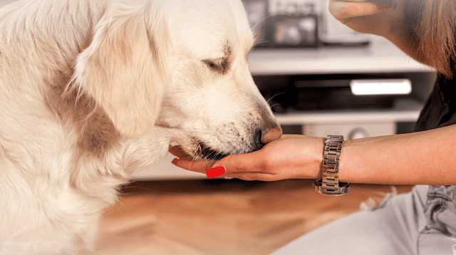 Estudio científico confirma que los perros pueden detectar el Parkinson con un 98% de efectividad. Estudio científico confirma que los perros pueden detectar el Parkinson con un 98% de efectividad.