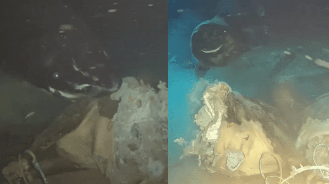 Lanzaron una vaca a las profundidades del mar de China: científicos querían simular el hundimiento de una ballena Lanzaron una vaca a las profundidades del mar de China: científicos querían simular el hundimiento de una ballena