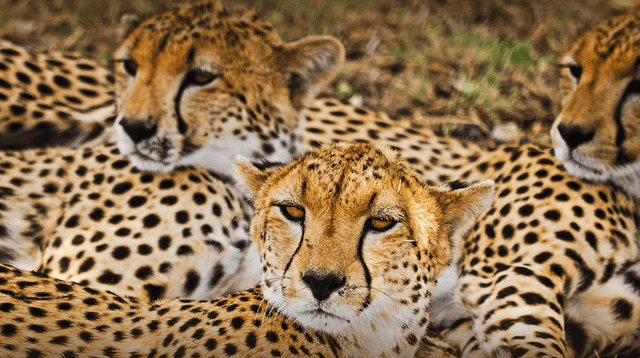 La ciencia explica por qué dos animales de distintas especies no pueden tener crías.
