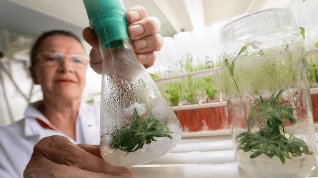 Silene stenophylla: la planta de 32.000 años revivida por científicos rusos. Silene stenophylla: la planta de 32.000 años revivida por científicos rusos.