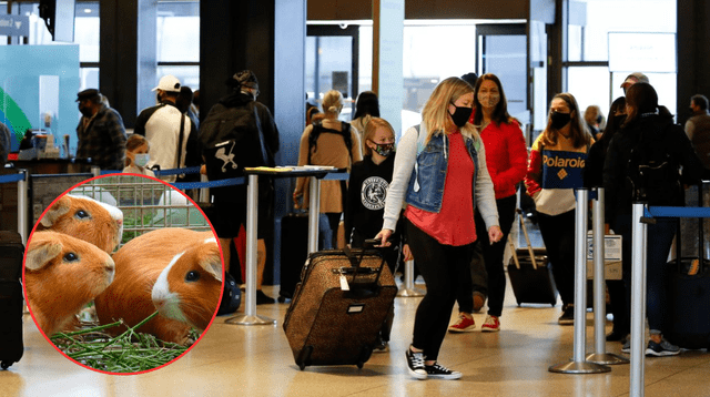 Multas de hasta $1000 por alimentos prohibidos en aeropuertos de EE.UU. Multas de hasta $1000 por alimentos prohibidos en aeropuertos de EE.UU.