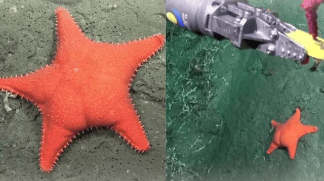 Científicos descubren estrella de mar con forma inusual durante expedición marítima en Mar del Plata. Científicos descubren estrella de mar con forma inusual durante expedición marítima en Mar del Plata.