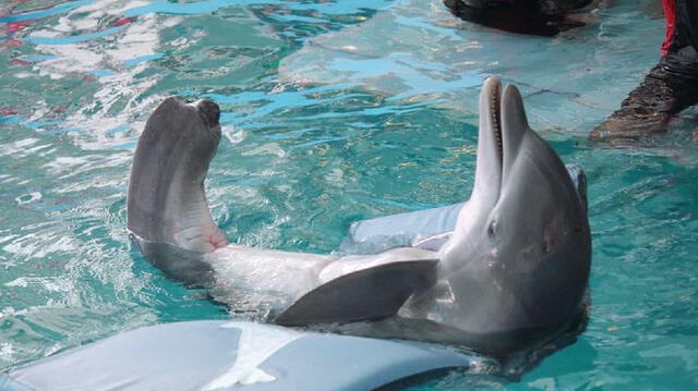 elpopular.pe elpopular.pe