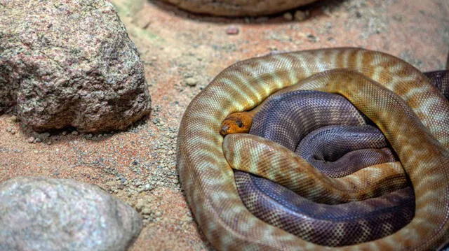  Conoce el significado de soñar con serpientes. Crédito/Mundo Deportivo   