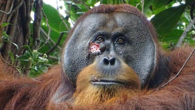  La lesión parecía ser producto de un encuentro con otro orangután. ARMAS | BBC   