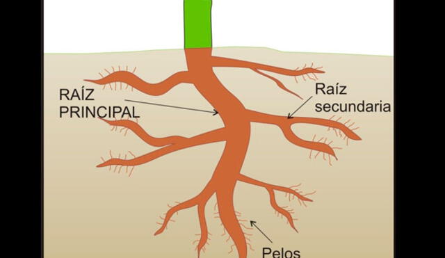 Funciones de la raíz y el tallo.