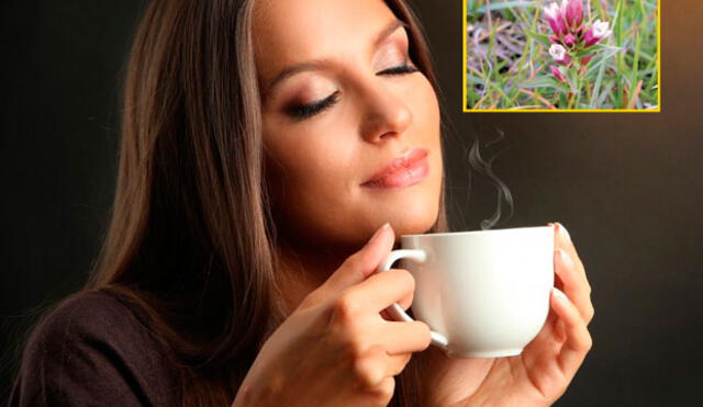 Puedes hacer una infusión con hercampuri fresco o seco. Toma una taza al día. Puedes hacer una infusión con hercampuri fresco o seco. Toma una taza al día.
