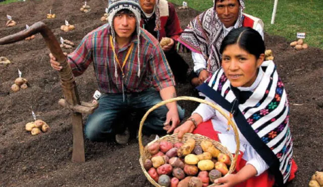 Una campesina muestra y variedad de papá del Perú Una campesina muestra y variedad de papá del Perú