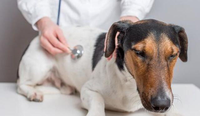 La mejor decisión que puedes tomar es esterilizar a tu perro