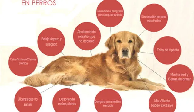 Los síntomas de cáncer