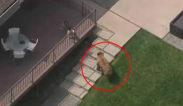 Valiente perro expulsa a un gran oso de su casa Valiente perro expulsa a un gran oso de su casa