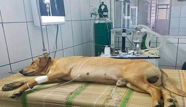 Piden ayuda para perrito atropellado en Barranca Piden ayuda para perrito atropellado en Barranca