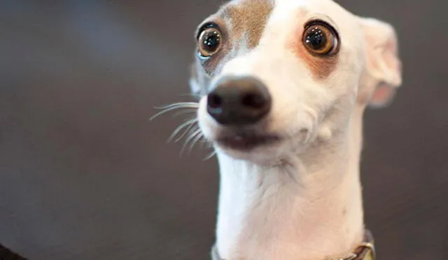 Perro sorprende con radical reacción Perro sorprende con radical reacción