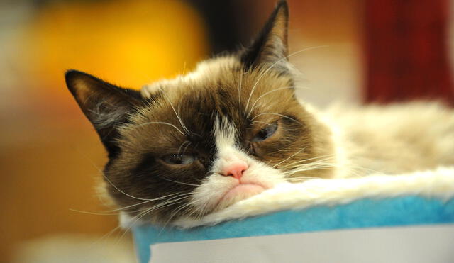 Muere a los siete años Grumpy Cat, según dueños vía Facebook Muere a los siete años Grumpy Cat, según dueños vía Facebook