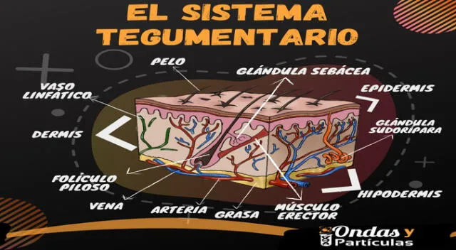 Sistema Tegumentario: qué es y cuáles son sus funciones, capas de piel