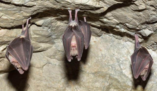 Según especialista precisa que hay cerca 160 especies de murciélagos en Lima.   