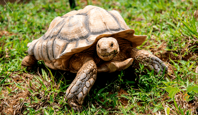  Las tortugas de tierra simbolizan la calma en el mundo de los sueños. Foto: AFP.   