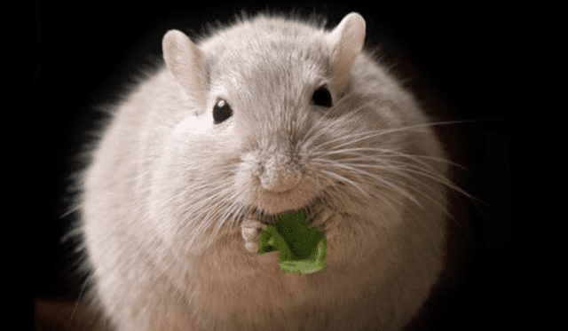  Soñar con ratas blancas tiene un significado positivo. Foto: AFP   