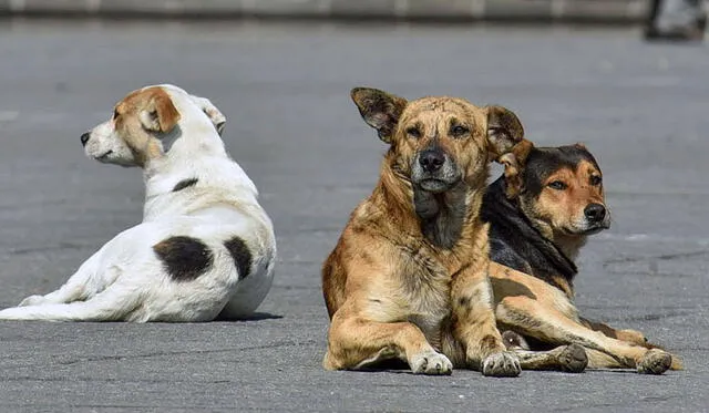  Los perros pueden contraer el virus, según un estudio científico.   