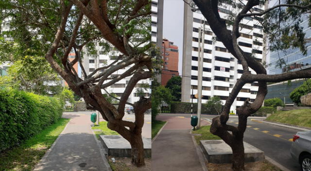 Antes y después del árbol, que está cerca del parque el Golf. Foto: Pamela Advíncula.   