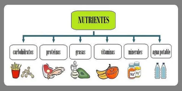 Los Alimentos Y Sus Nutrientes Conoce Cuáles Son Sus Funciones En El Organismo El Popular 5524